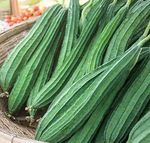 Ridge Gourd
