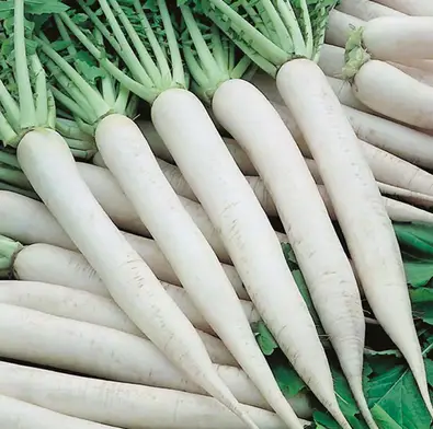 Radish